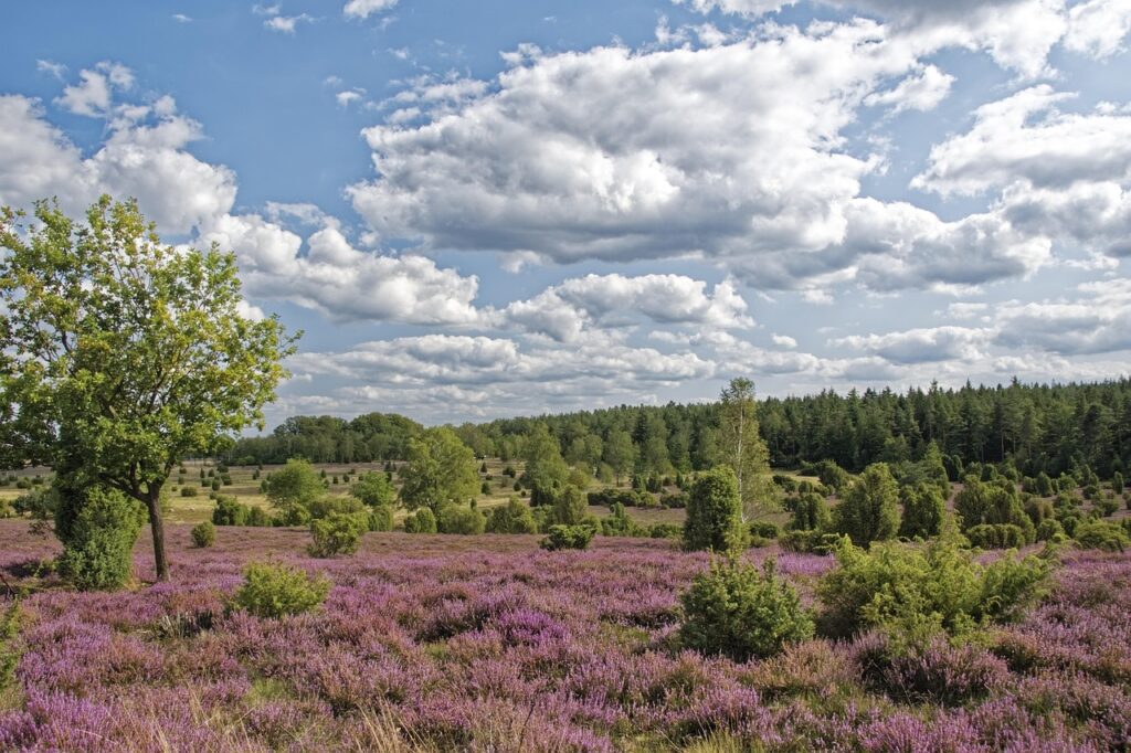 Heideblüte genießen